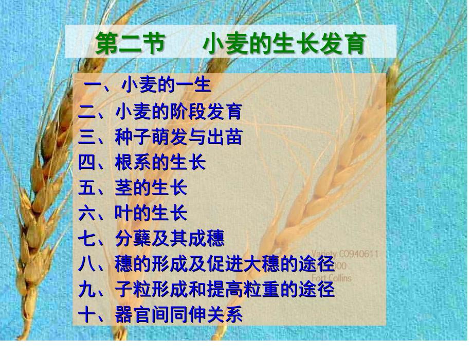 小麦课件2小麦的生长发育_第1页
