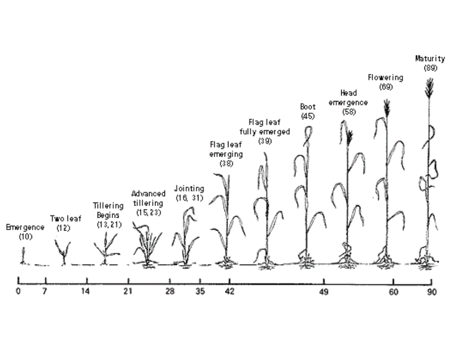 小麦课件2小麦的生长发育_第4页