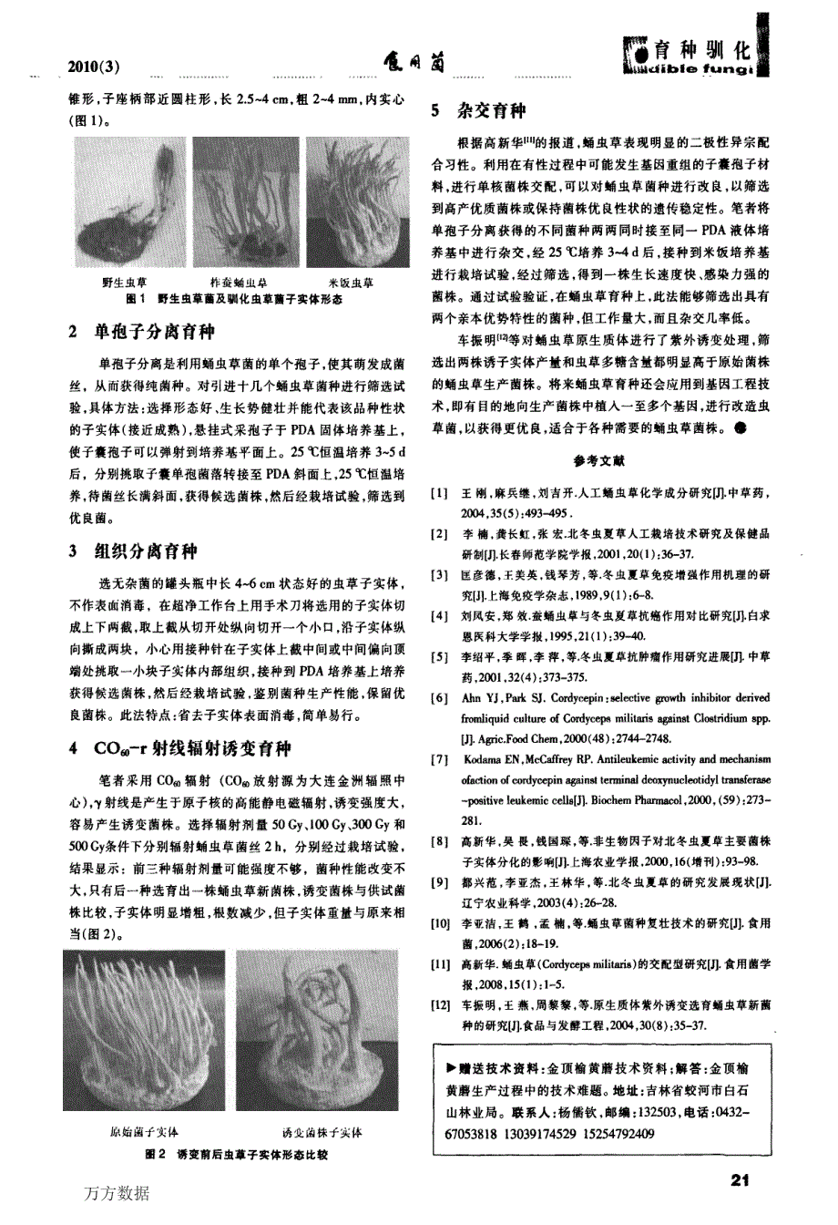 蛹虫草常用菌种选育技术_第2页