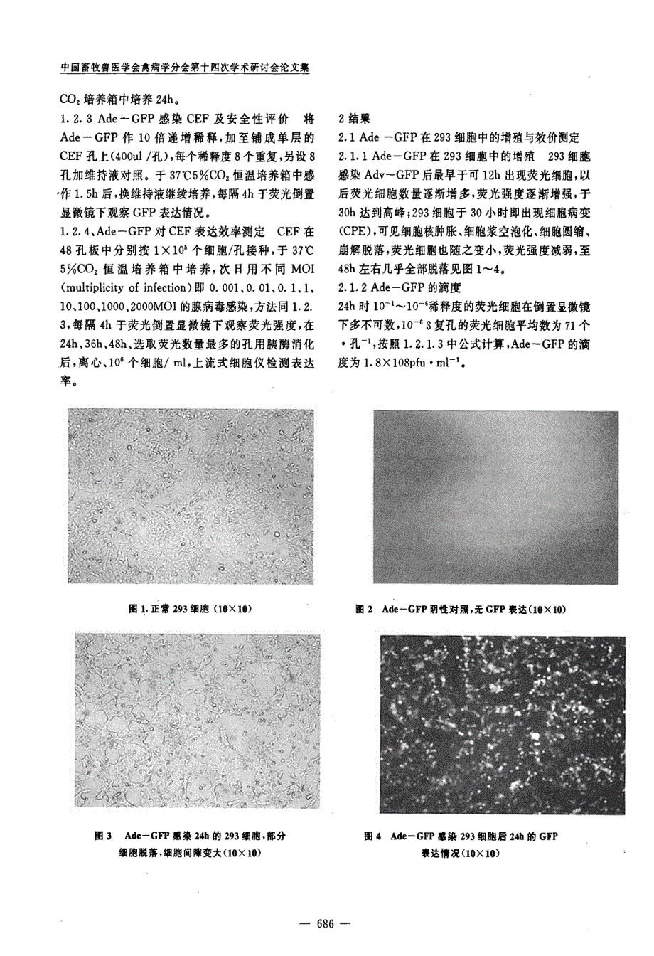 腺病毒载体介导的外源绿荧光蛋白基因在鸡胚成纤维细胞中的表达研究_第2页