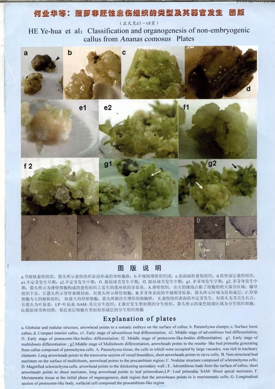 菠萝非胚性愈伤组织的类型及其器官发生_第5页