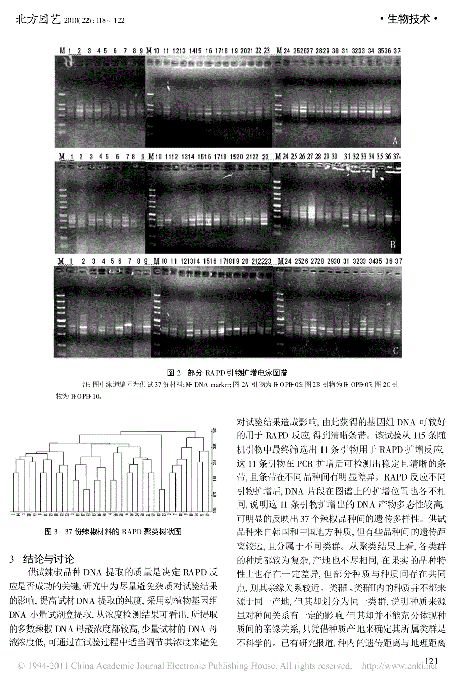 辣椒种质遗传多样性的RAPD分析_第4页