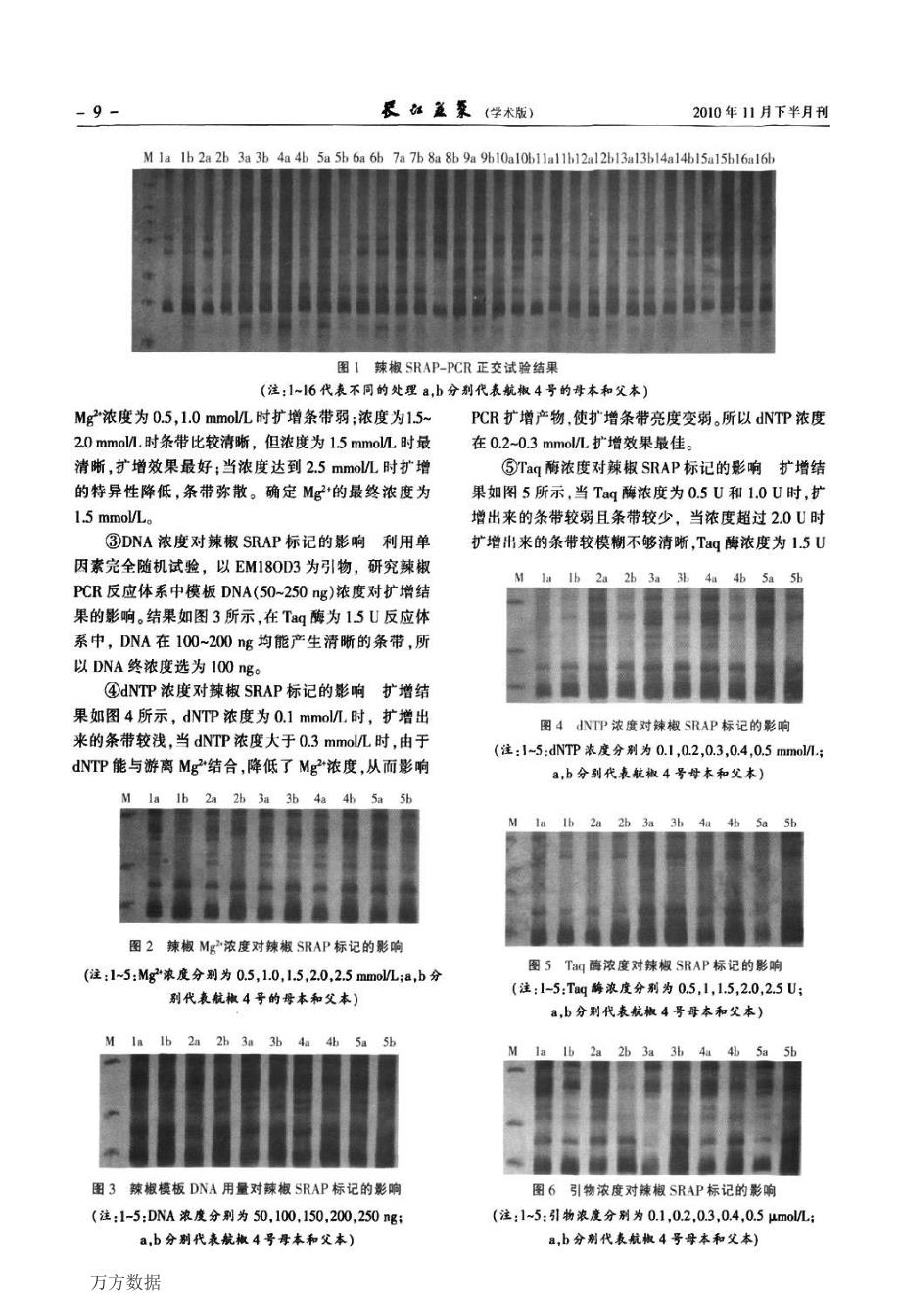 辣椒SRAP分子标记的优化及在航椒4号种子纯度检测中的应用_第3页