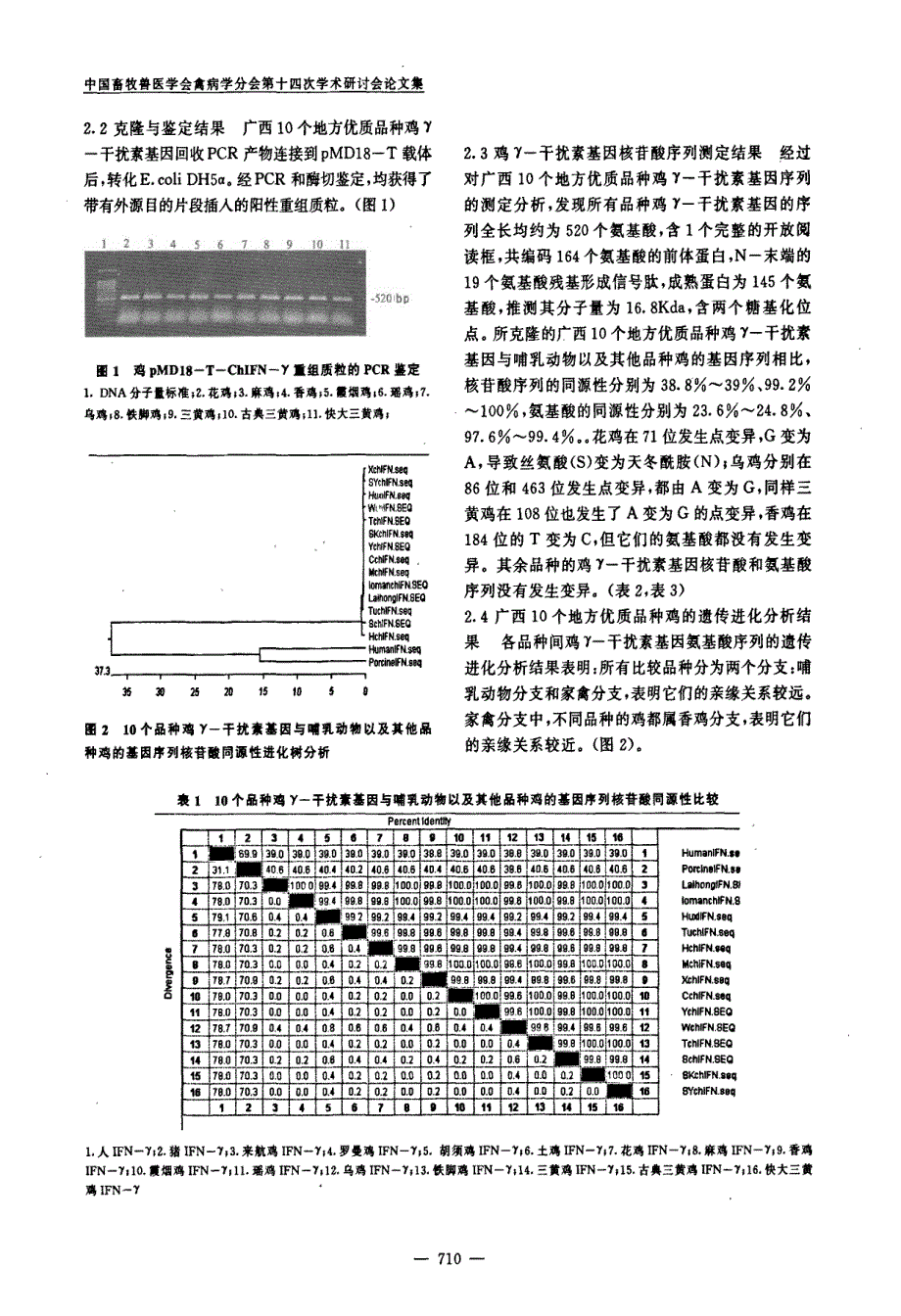 广西10个地方优质品种鸡γ-干扰素基因的克隆与序列分析_第3页