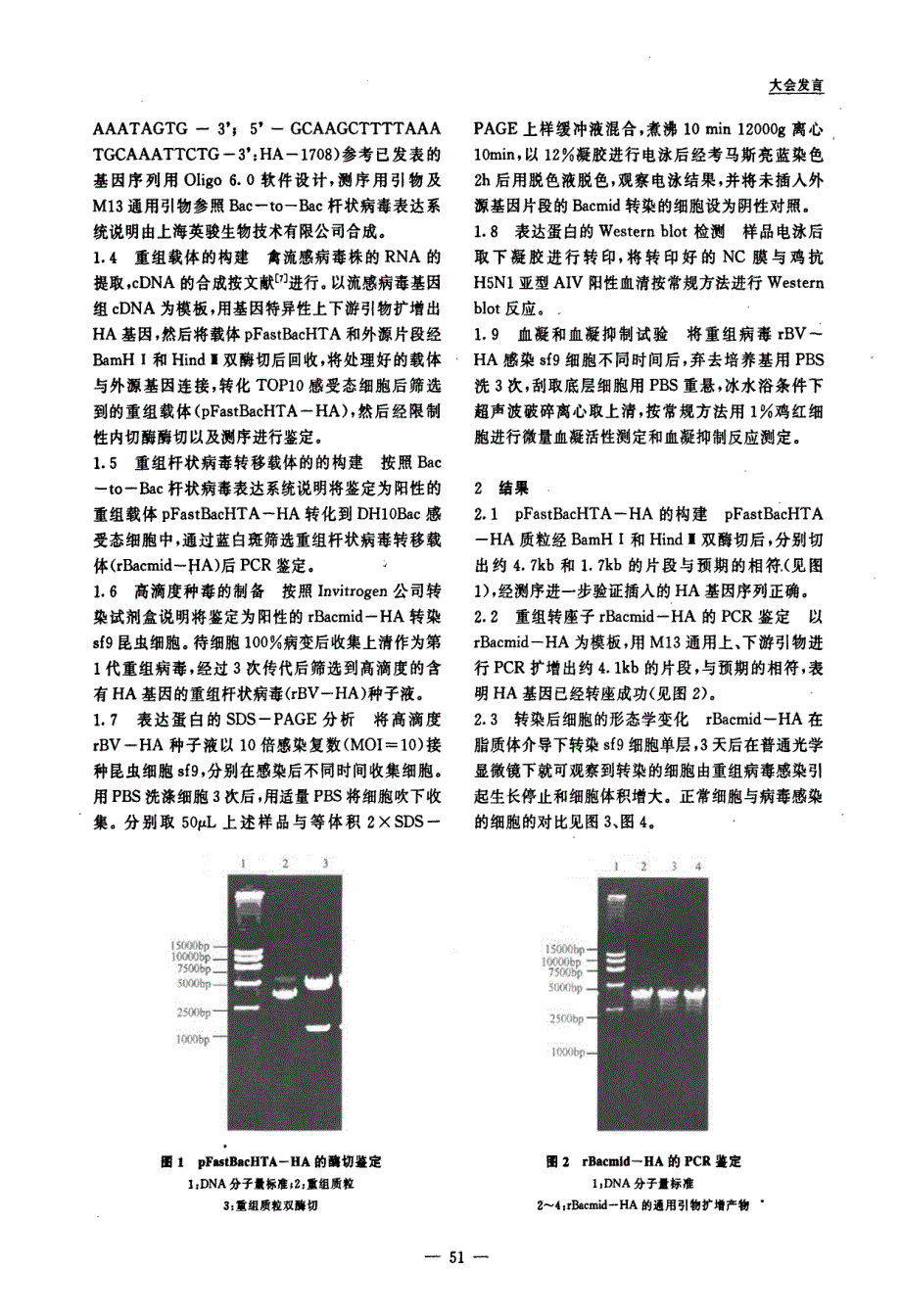 H5N1禽流感病毒HA基因在昆虫细胞中的表达及生物活性鉴定_第2页