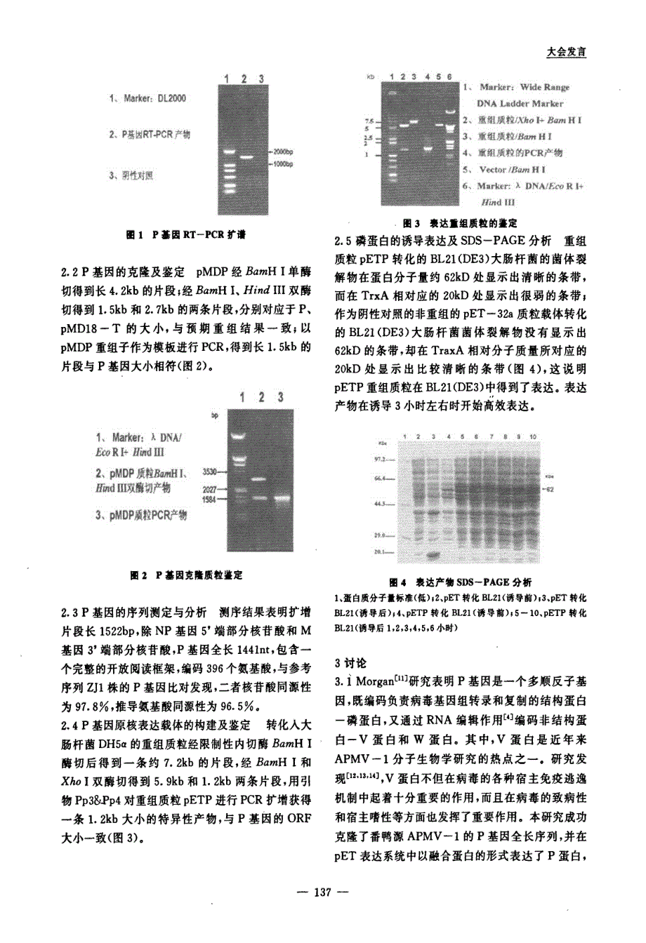 番鸭源禽1型副粘病毒PX203株P基因克隆及原核表达_第3页