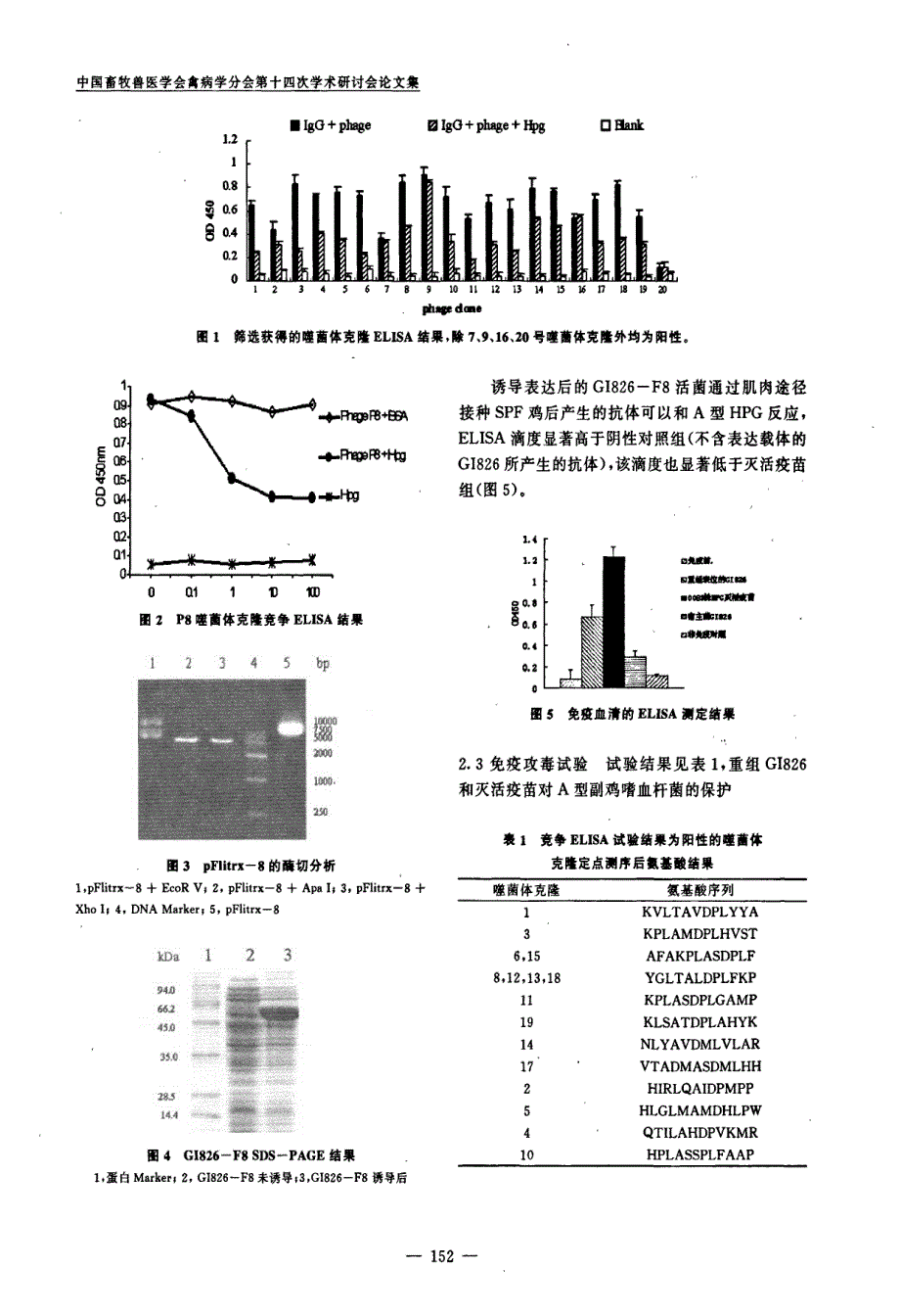 一个副鸡嗜血杆菌模拟抗原表位的筛选与鉴定_第4页