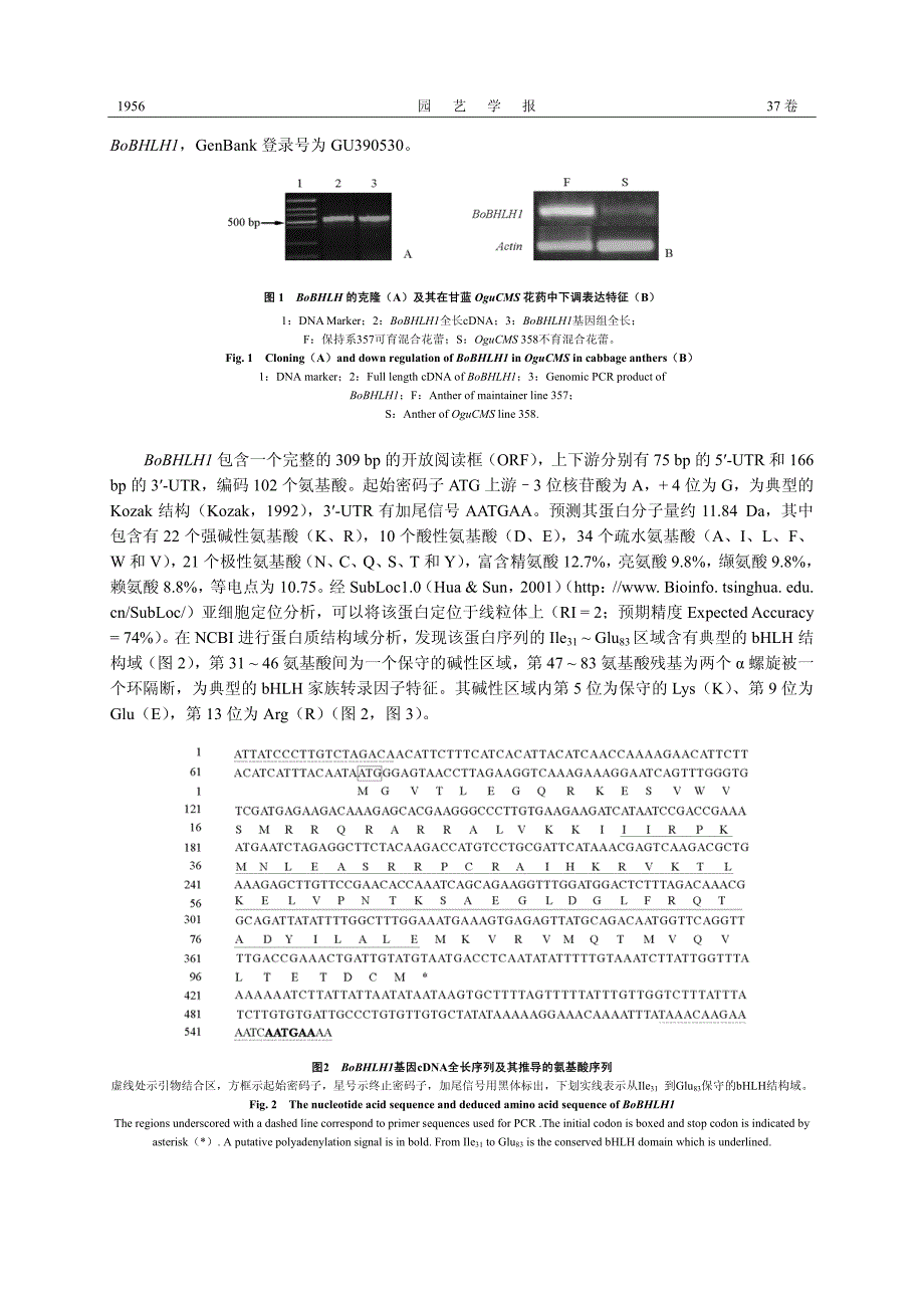 甘蓝OguCMS相关的花药优势表达转录因子BoBHLH1的克隆与表达分析_第4页