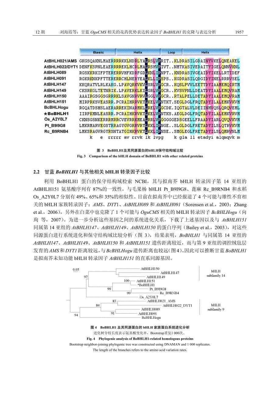 甘蓝OguCMS相关的花药优势表达转录因子BoBHLH1的克隆与表达分析_第5页