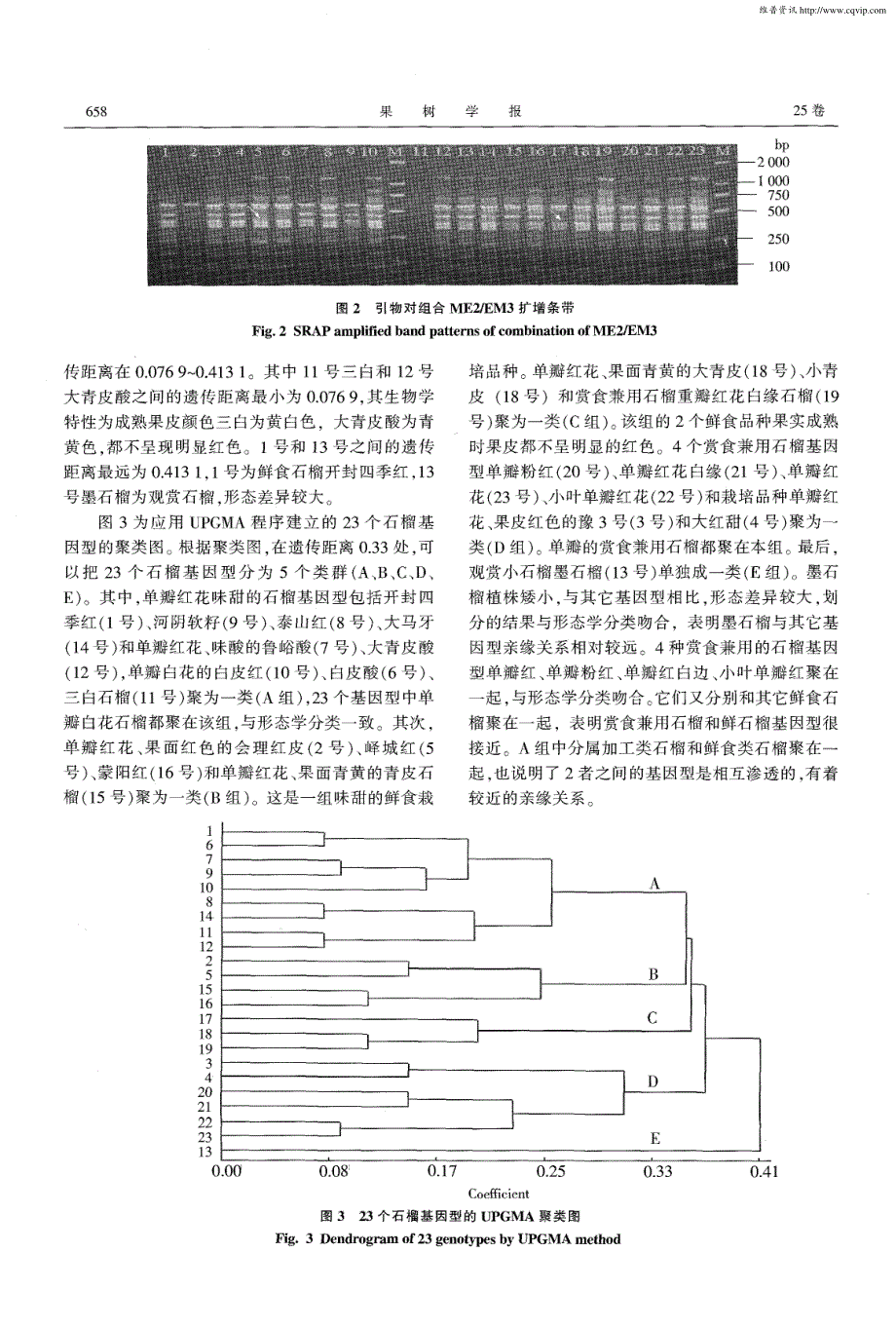 23个石榴基因型遗传多样性的SRAP分析_第4页