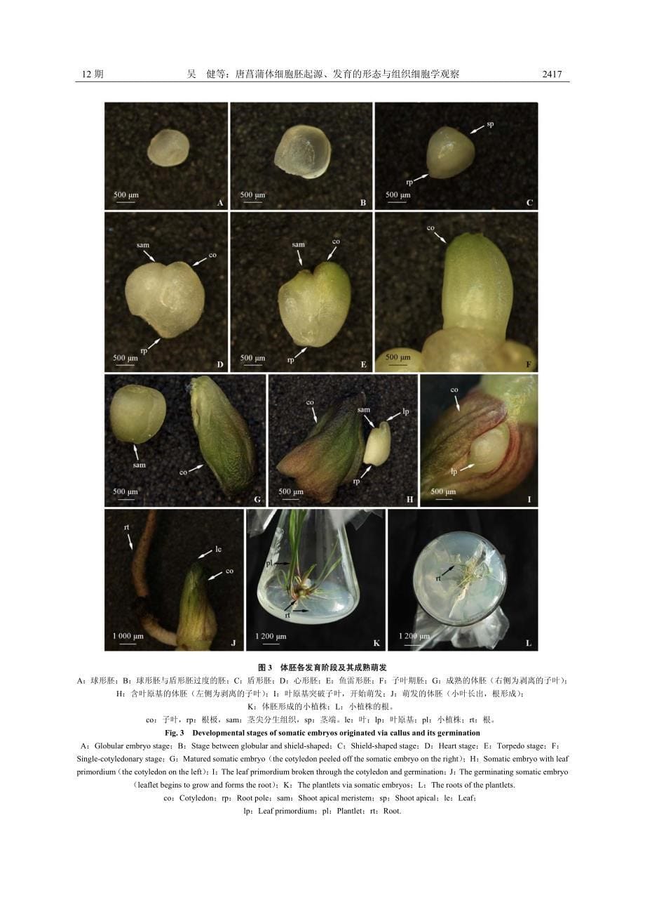 唐菖蒲体细胞胚起源、发育的形态与组织细胞学观察_第5页