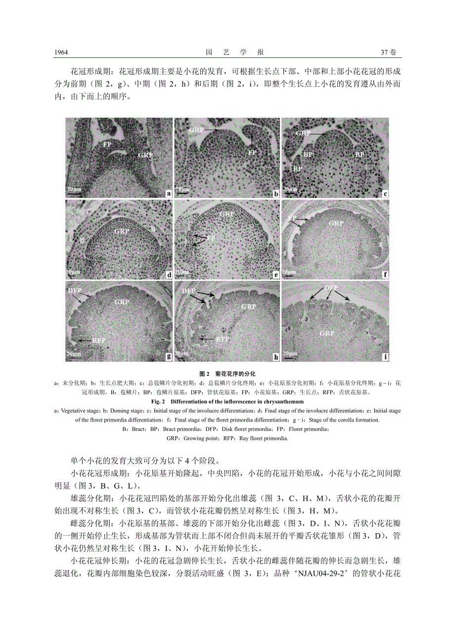 托桂花型菊花花发育的组织结构观察_第4页