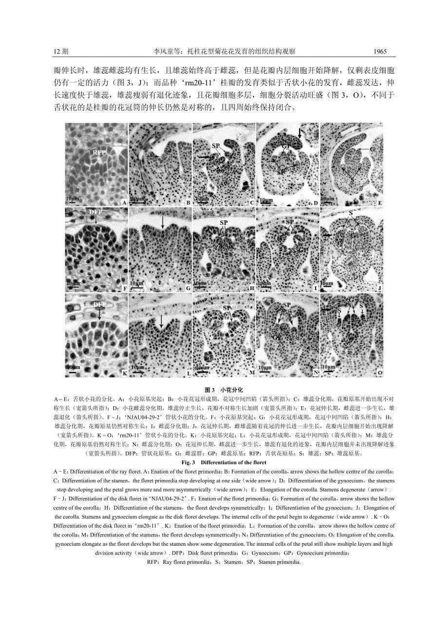 托桂花型菊花花发育的组织结构观察_第5页