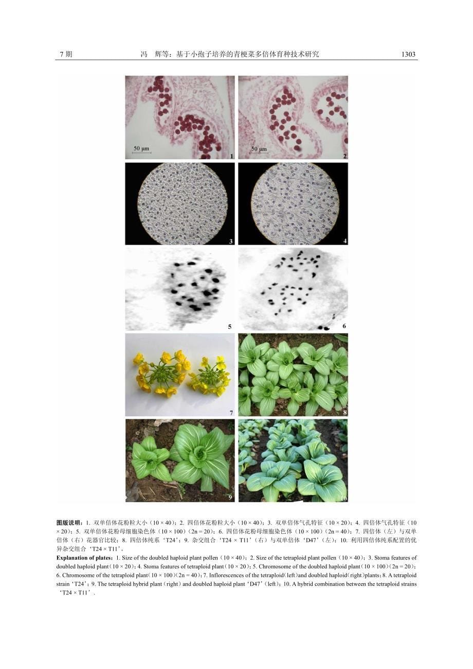 基于小孢子培养的青梗菜多倍体育种技术研究_第5页