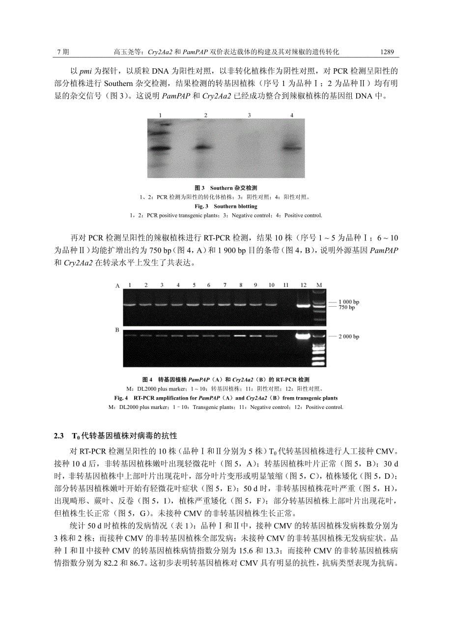 Cry2Aa2和PamPAP双价表达载体的构建及其对辣椒的遗传转化_第5页