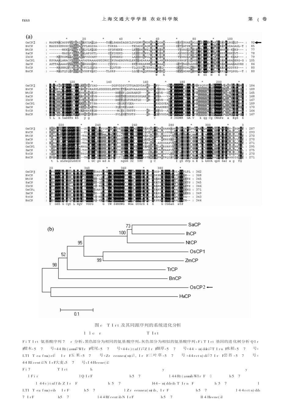 水稻半胱氨酸蛋白酶OsCP2的特征分析及其原核表达与纯化_第5页