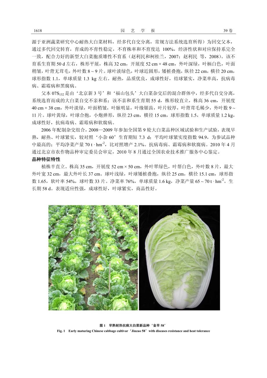 早熟耐热抗病大白菜新品种&lsquo;金早 58&rsquo;_第2页