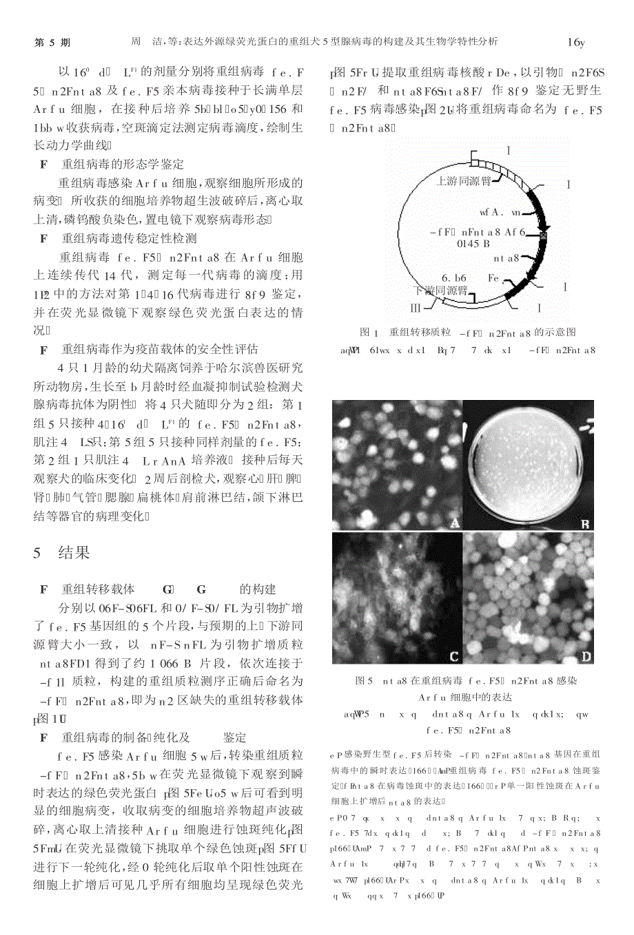 表达外源绿荧光蛋白的重组犬2型腺病毒的构建及其生物学特性分析_第3页