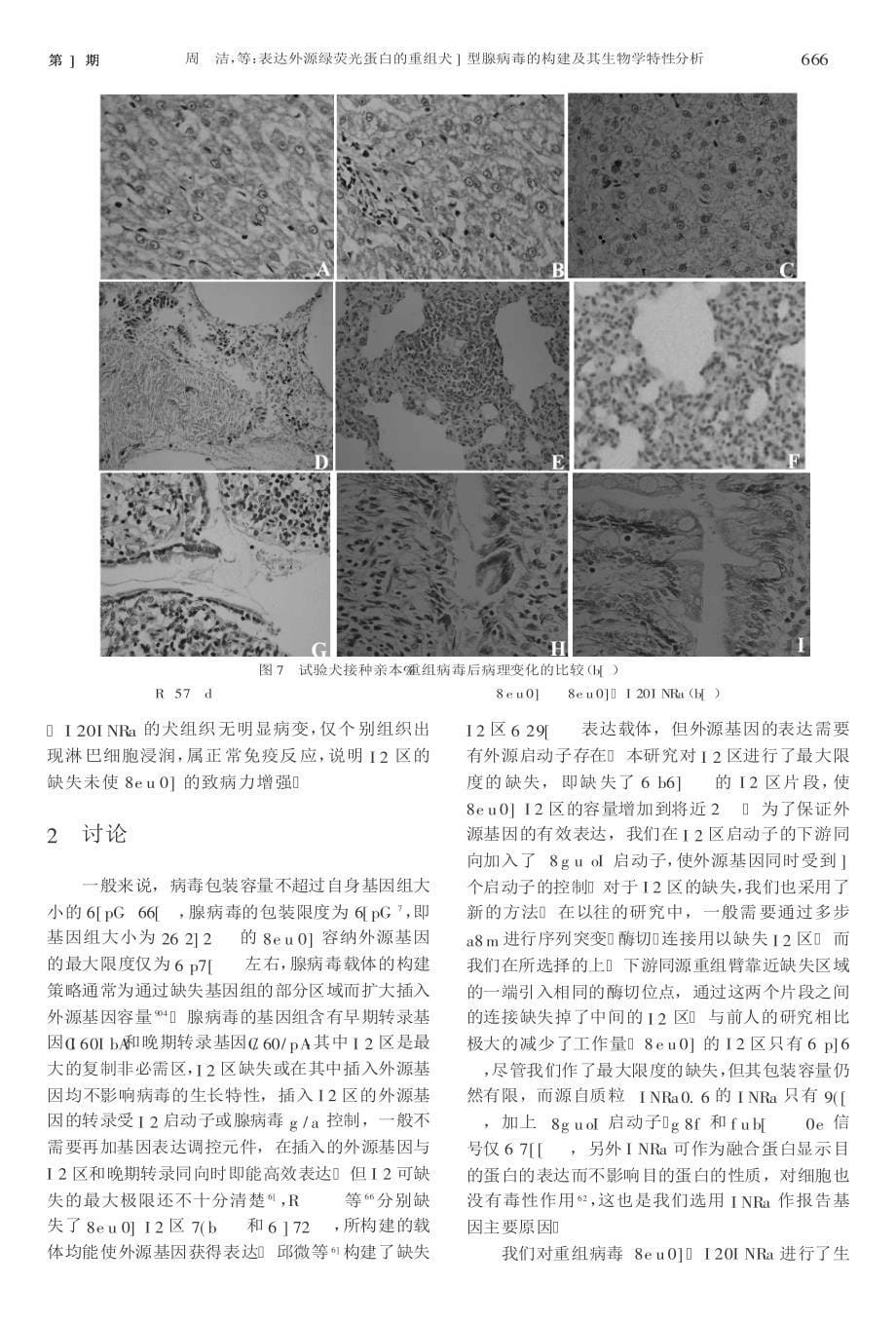 表达外源绿荧光蛋白的重组犬2型腺病毒的构建及其生物学特性分析_第5页