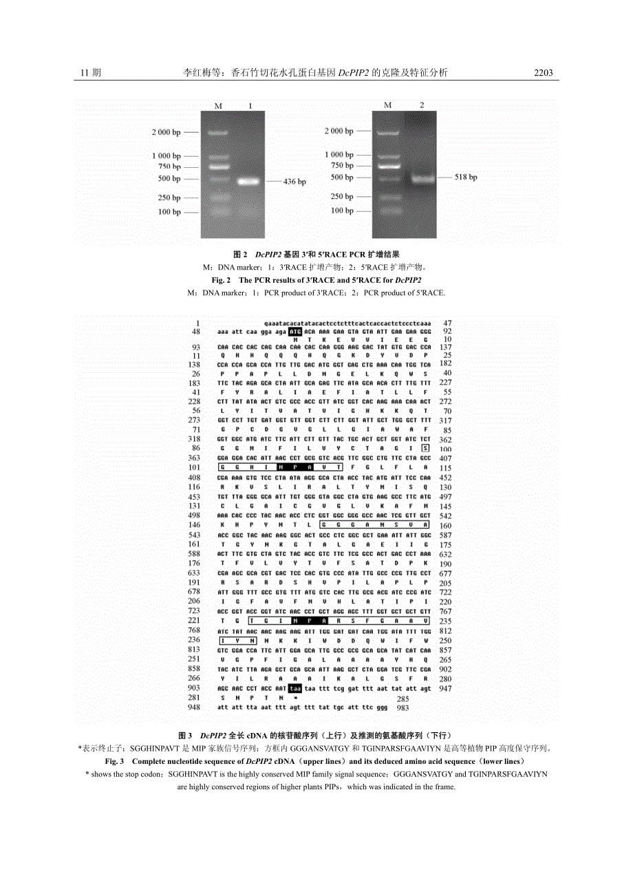 香石竹切花水孔蛋白基因DcPIP2的克隆及特征分析_第5页