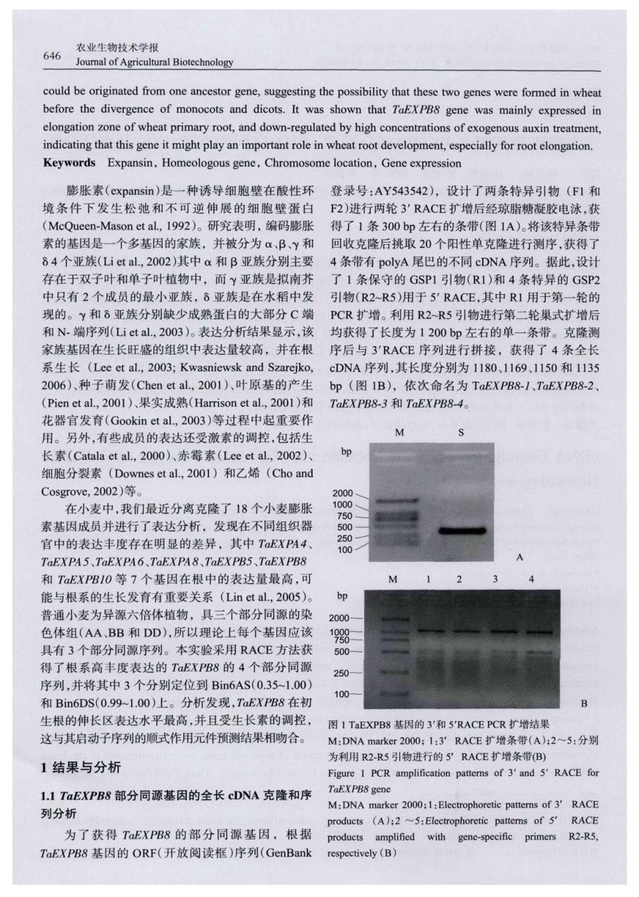 小麦膨胀素基因TaEXPB8部分同源cDNA序列的克隆、定位及表达分析_第2页