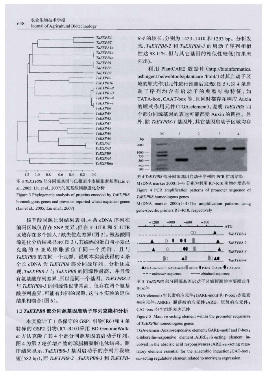 小麦膨胀素基因TaEXPB8部分同源cDNA序列的克隆、定位及表达分析_第4页