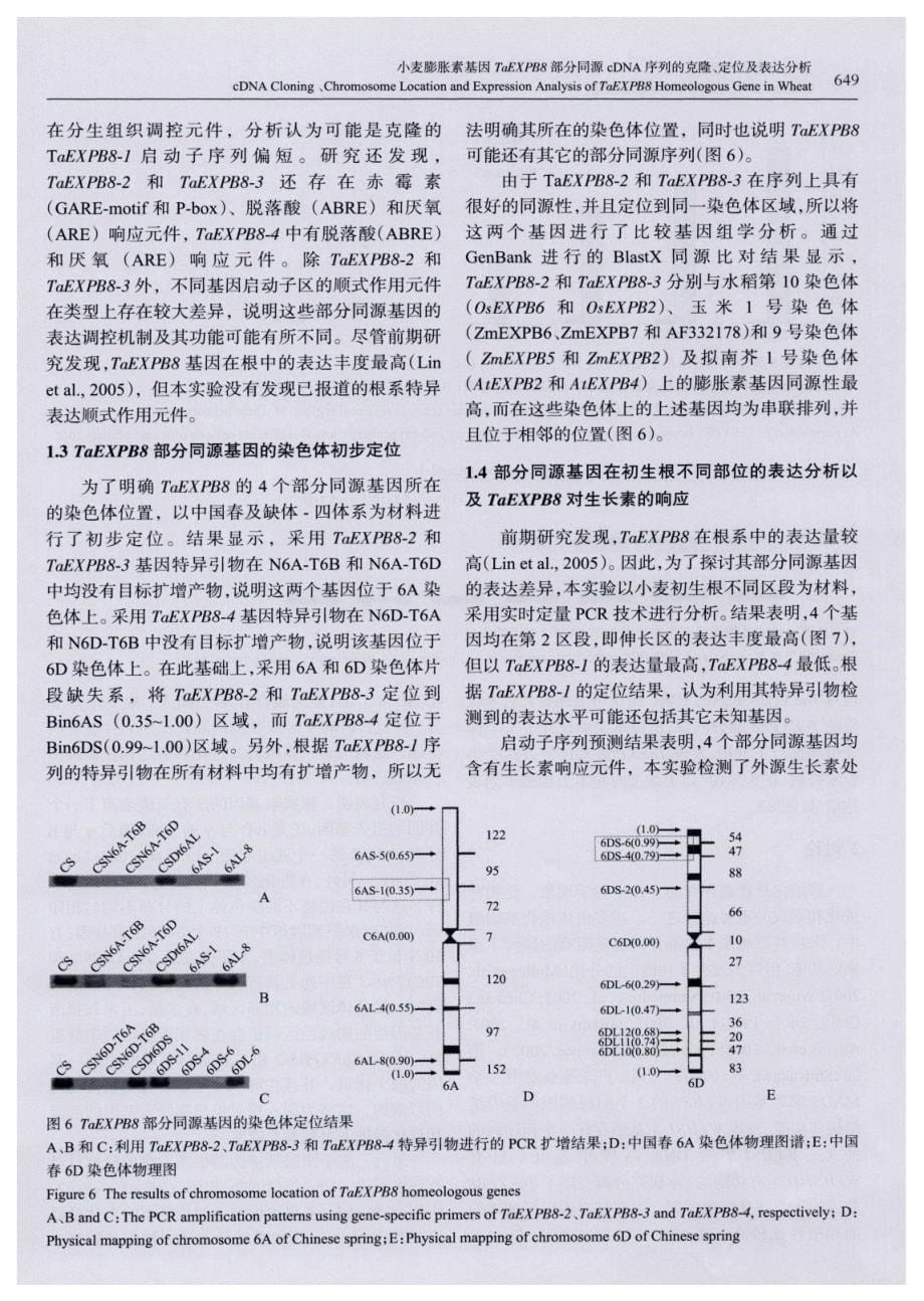 小麦膨胀素基因TaEXPB8部分同源cDNA序列的克隆、定位及表达分析_第5页