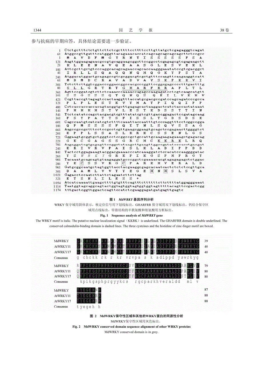 ‘秦冠’苹果MdWRKY基因亚细胞定位及原核表达_第4页