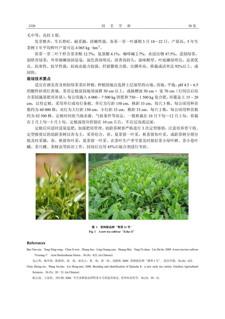 茶树新品种‘鄂茶11号’ _第2页