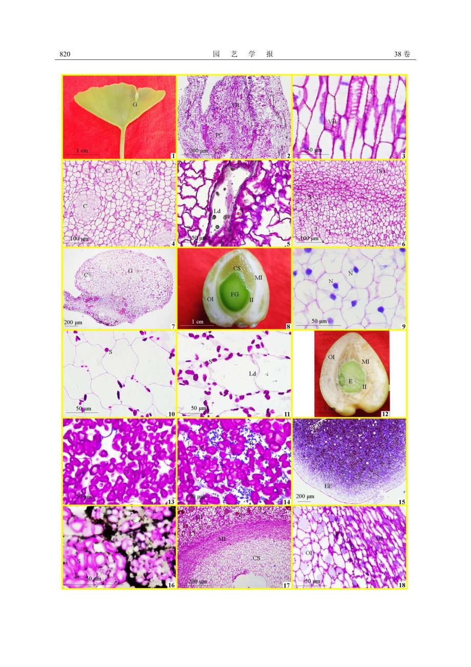 叶籽银杏叶生胚珠的发育组织化学研究_第4页