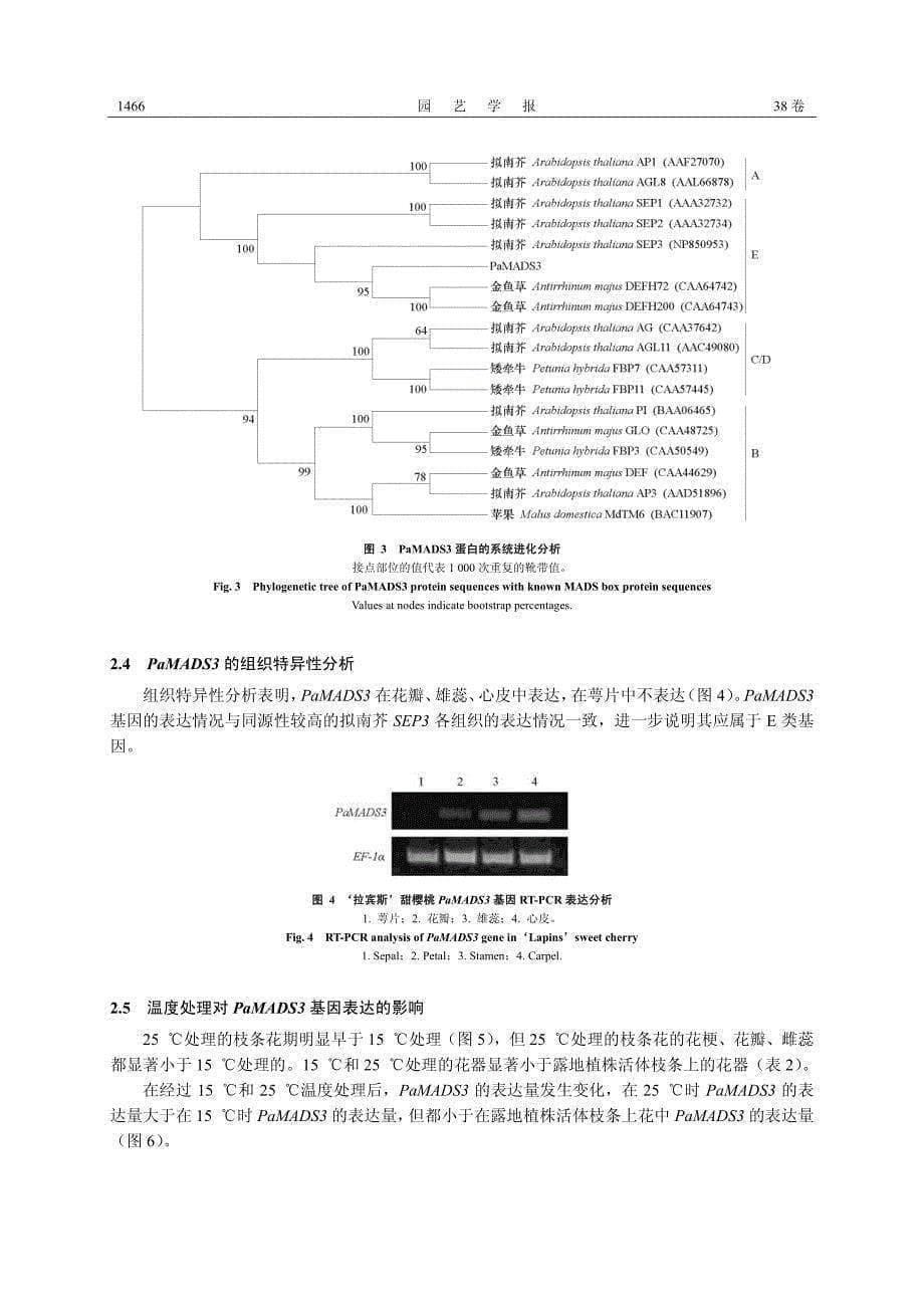 甜樱桃MADS box基因的克隆与表达分析_第5页