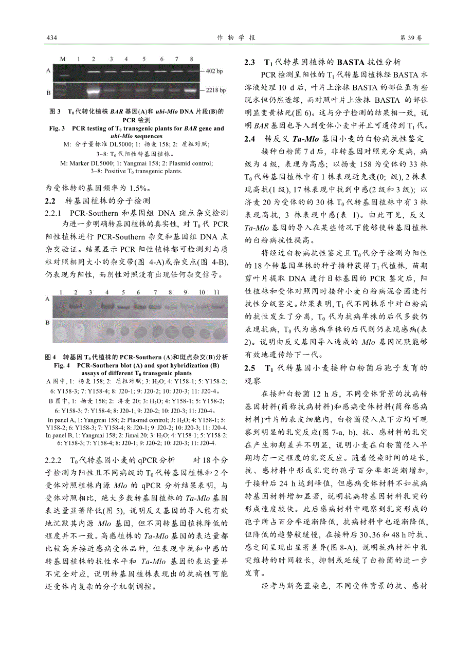 小麦Mlo反义基因的转化及转基因植株的白粉病抗性分析_第4页