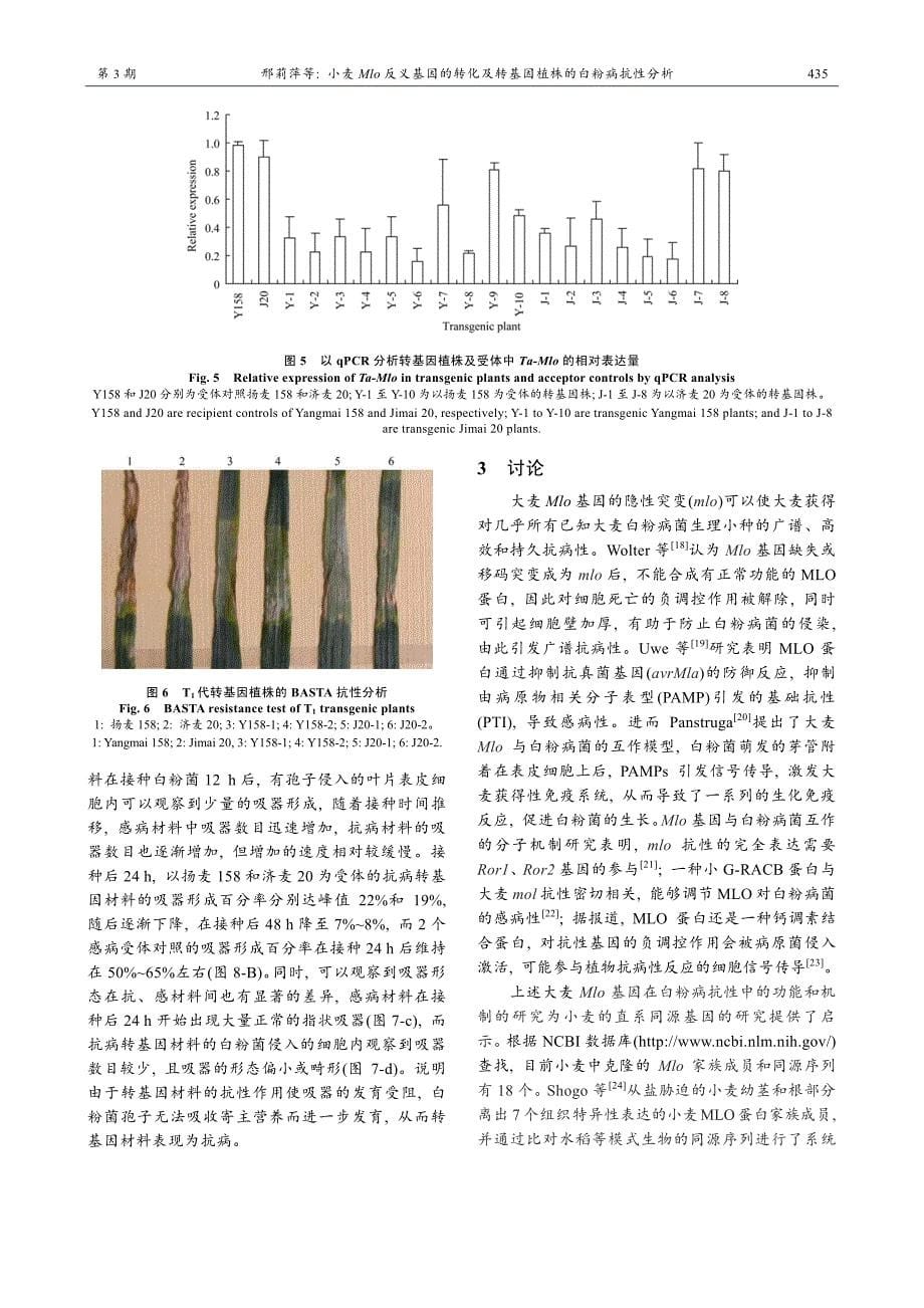 小麦Mlo反义基因的转化及转基因植株的白粉病抗性分析_第5页