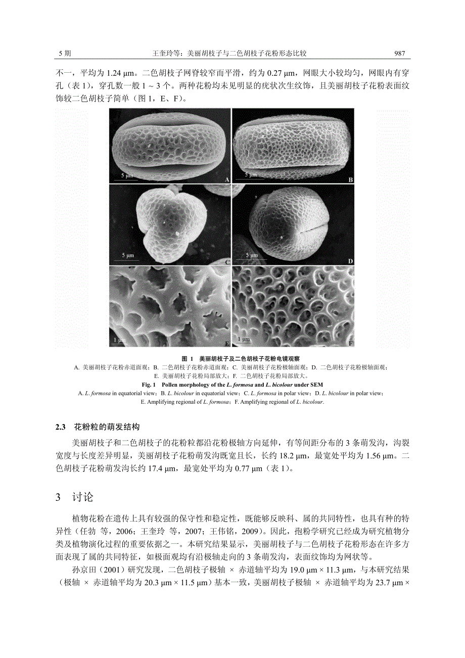 美丽胡枝子与二色胡枝子花粉形态比较_第3页