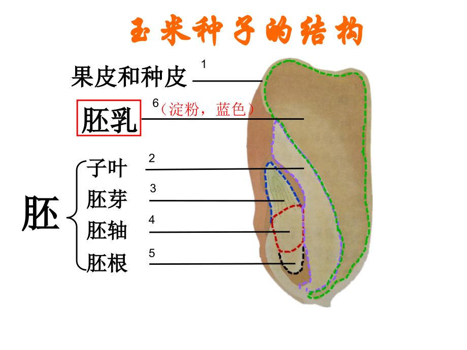 种子的萌发_第2页