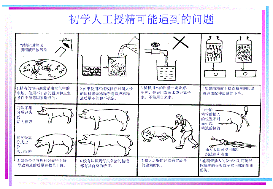 猪人工授精技术介绍_第4页