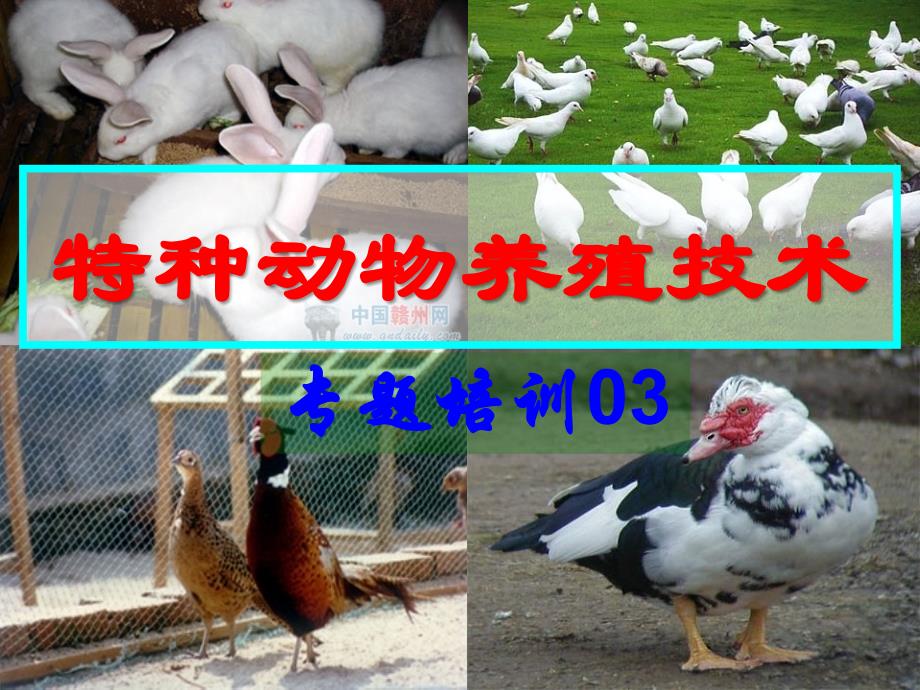 特种经济动物养殖培训班课程-鸽_第1页