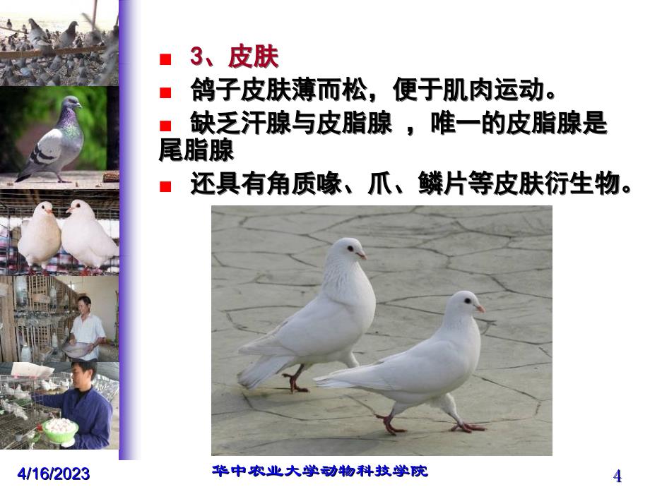 特种经济动物养殖培训班课程-鸽_第4页
