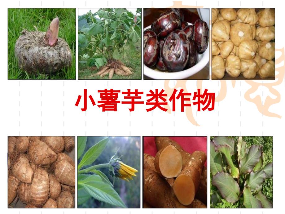 种植业技术培训课件-小薯类作物_第1页