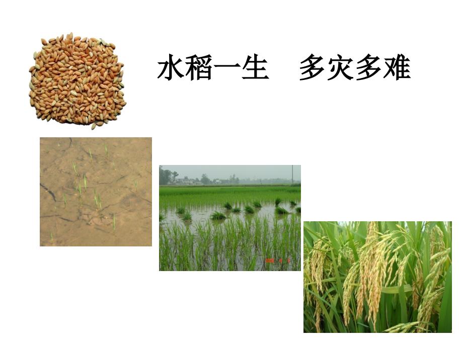 种植业技术培训课件-水稻病虫害防治(农户版)_第1页