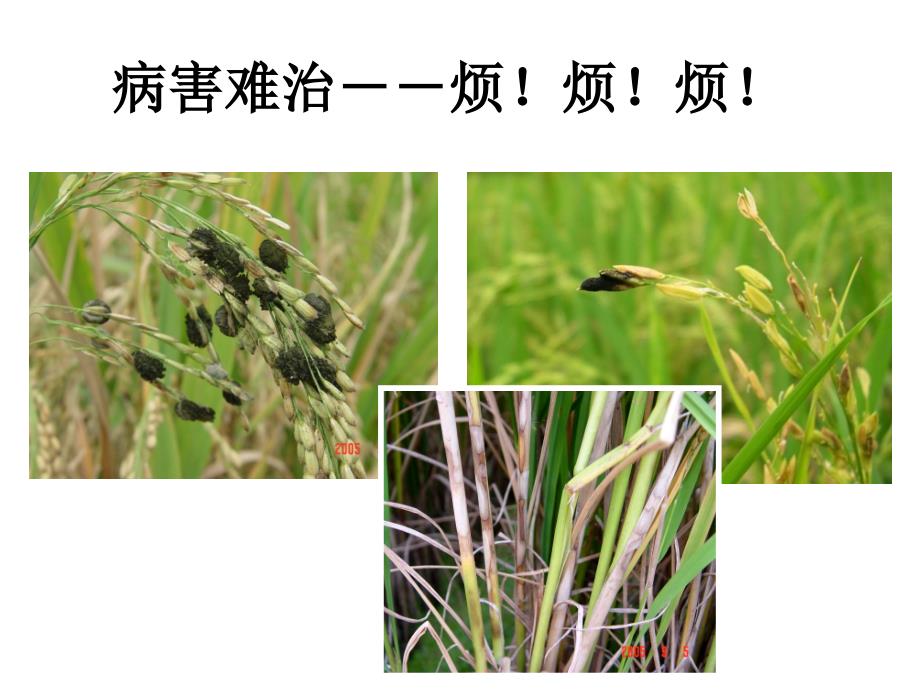 种植业技术培训课件-水稻病虫害防治(农户版)_第2页