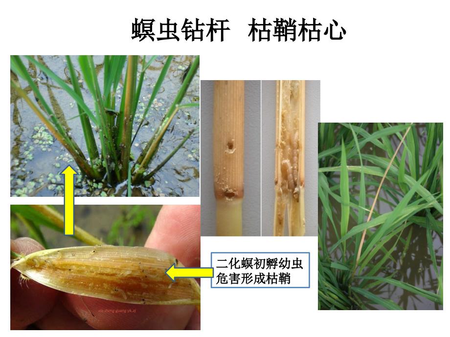 种植业技术培训课件-水稻病虫害防治(农户版)_第4页