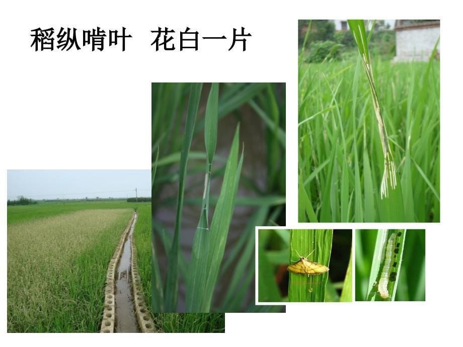 种植业技术培训课件-水稻病虫害防治(农户版)_第5页