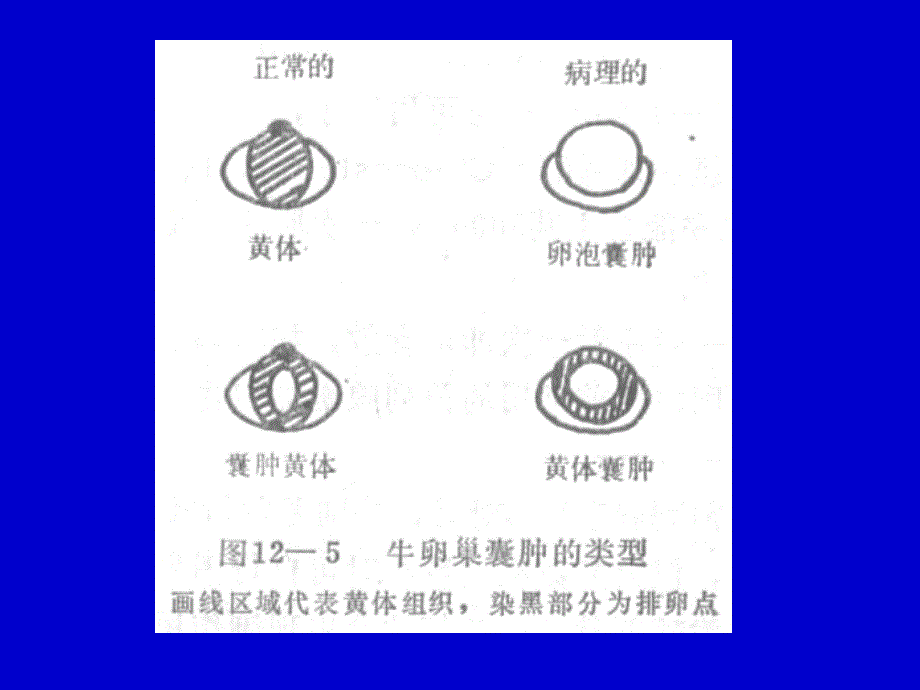 桑国俊 母牛繁殖疾病--卵巢囊肿_第3页