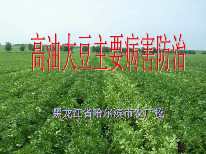 农业种植业技术培训课件-高油大豆主要病害防治--黑龙江省哈尔滨市农广校_第1页