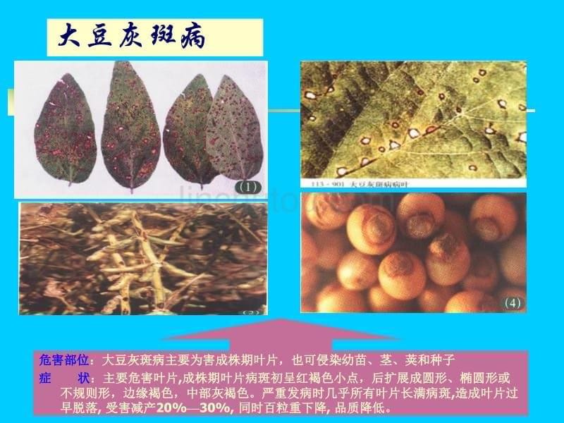 农业种植业技术培训课件-高油大豆主要病害防治--黑龙江省哈尔滨市农广校_第5页