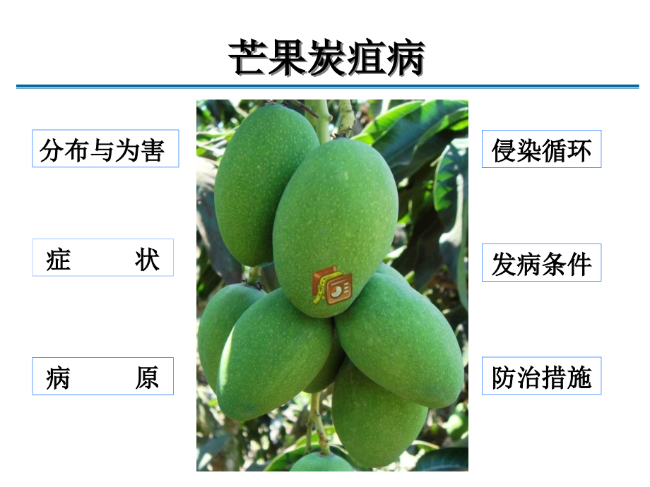 农业种植业技术培训课件-果树生产技术(芒果病虫害防治技术)--云南省华坪县农广校 (PPTminimizer)_第3页