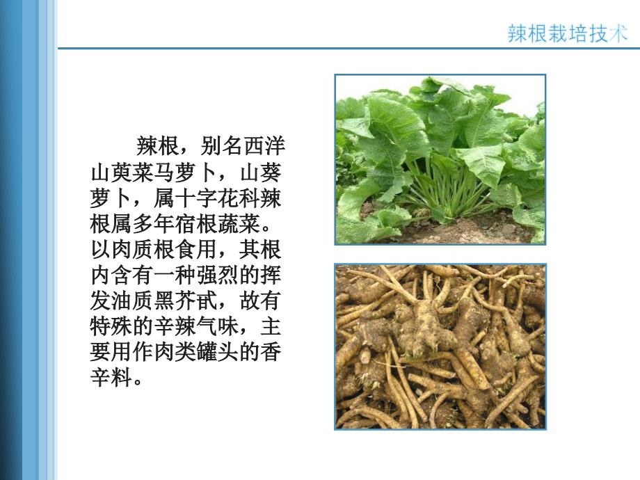 农业种植业技术培训课件-辣根栽培技术--江苏省大丰市农广校_第2页