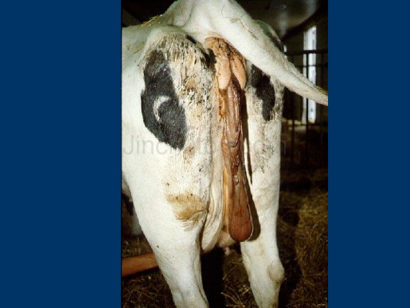 桑国俊 母牛繁殖疾病--胎衣不下_第4页