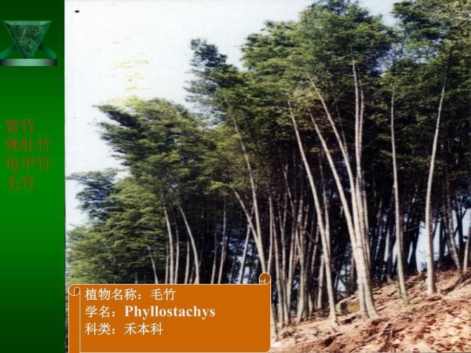 《观赏树木数字化标本》-竹类标本_第5页
